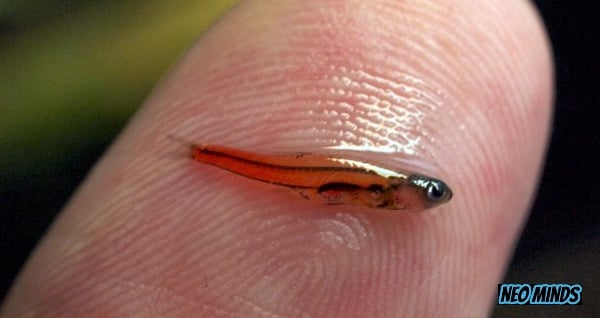 The worlds smallest fish is said to be the the dwarf minnow of the genus Paedocypris - how small is an adult?