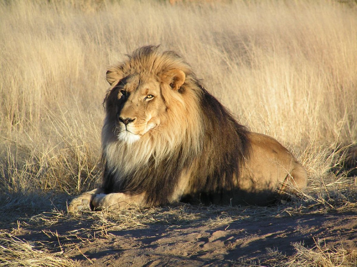 What is the name for lion in the african language, Swahili