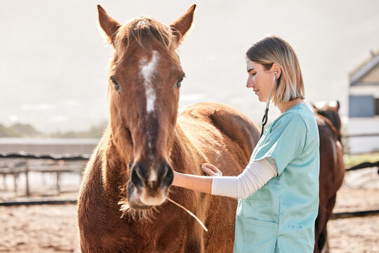 Equine Science 101 Review