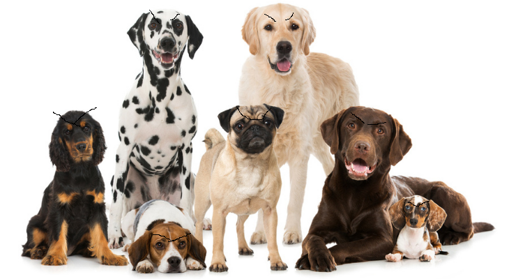 Dog breeds (Hard mode)