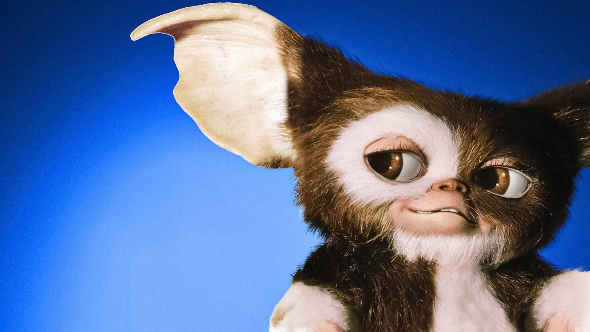 Trivia about everyone's favorite fluffballs, The Gremlins!