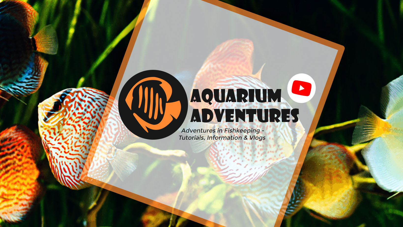 Aquarium Adventures: 101