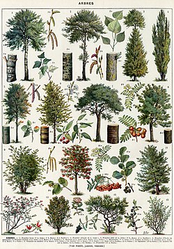 Dendrology Quiz: Name the Scientific Name from the Popular Name