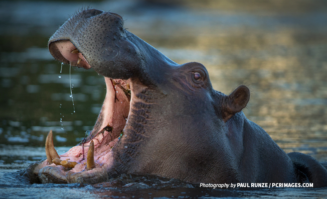 Hippos sweat a red substance.
