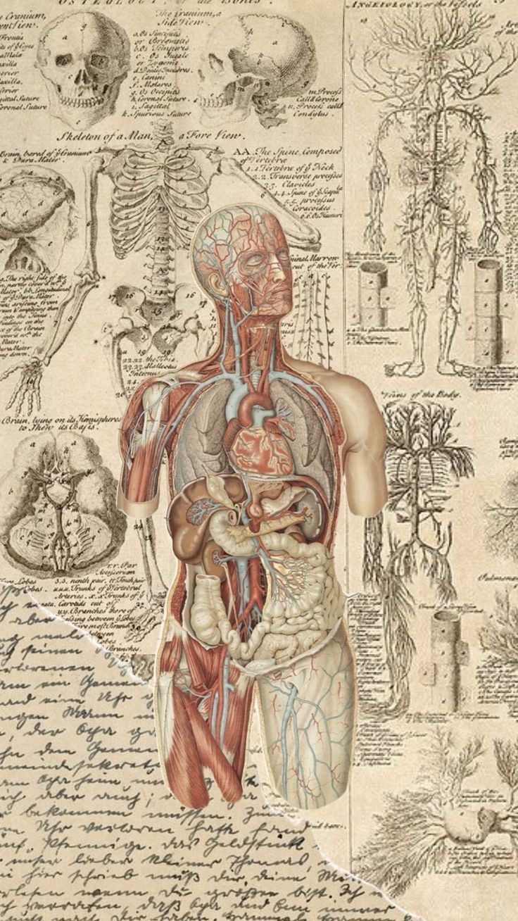 Anatomy competition quiz (مسابقة اناتومي)
