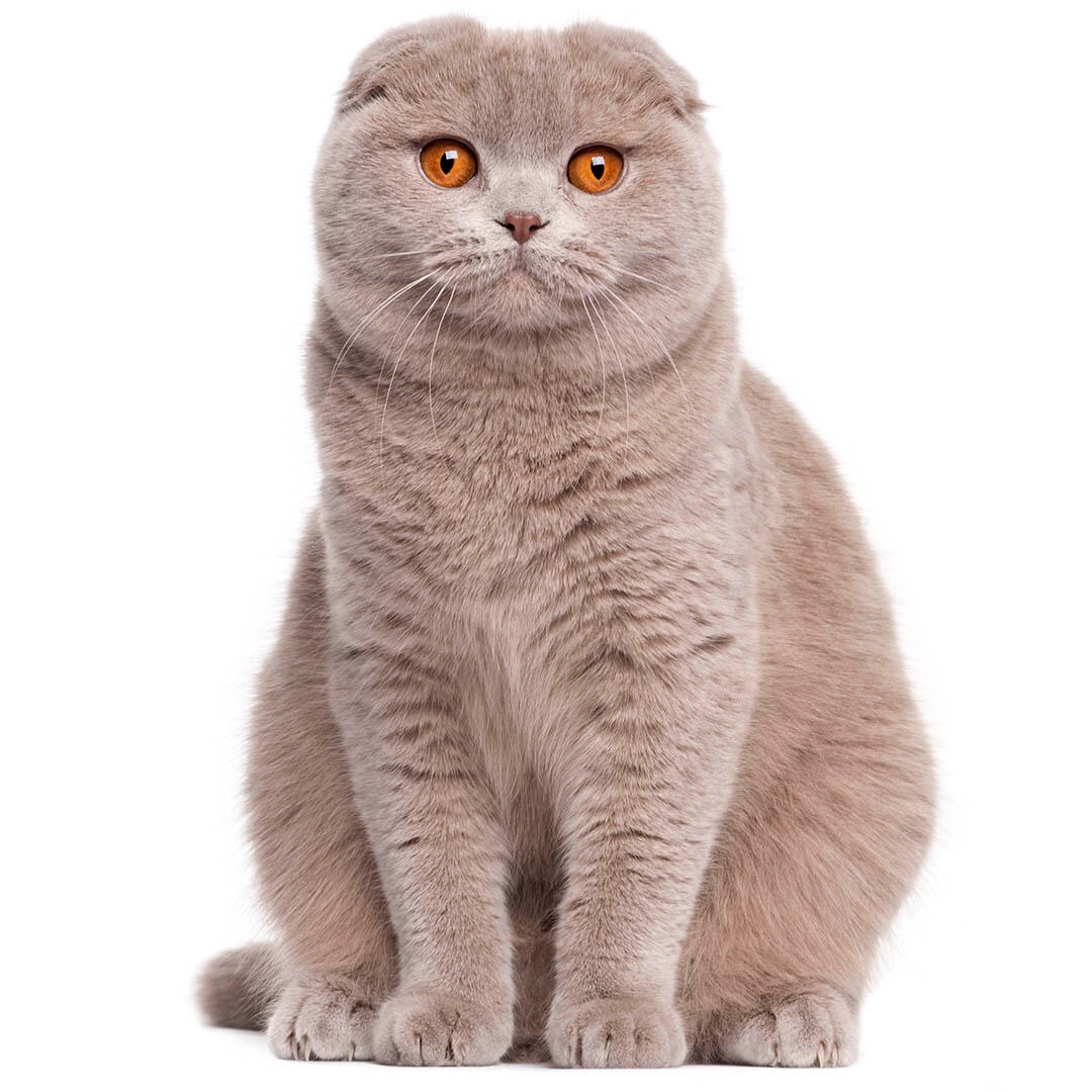 How well do you know cat breeds?
