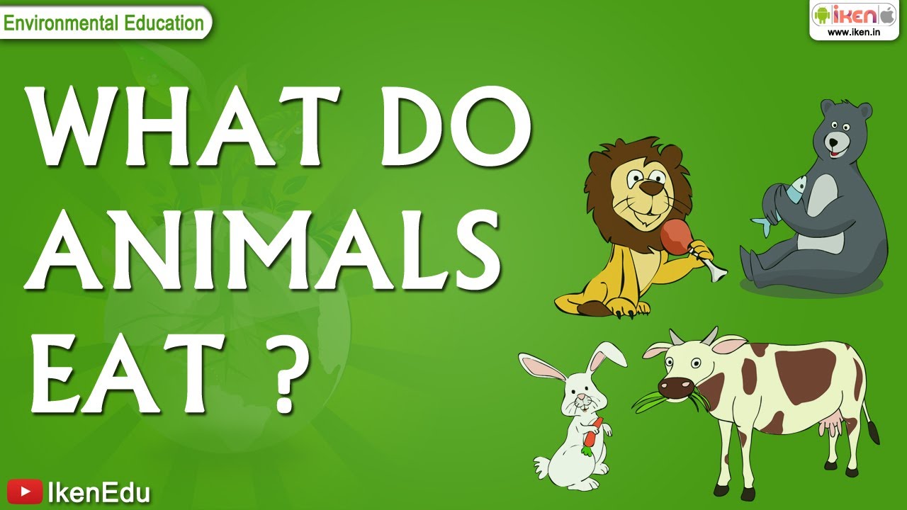 What Do Animals Eat? Quiz 1