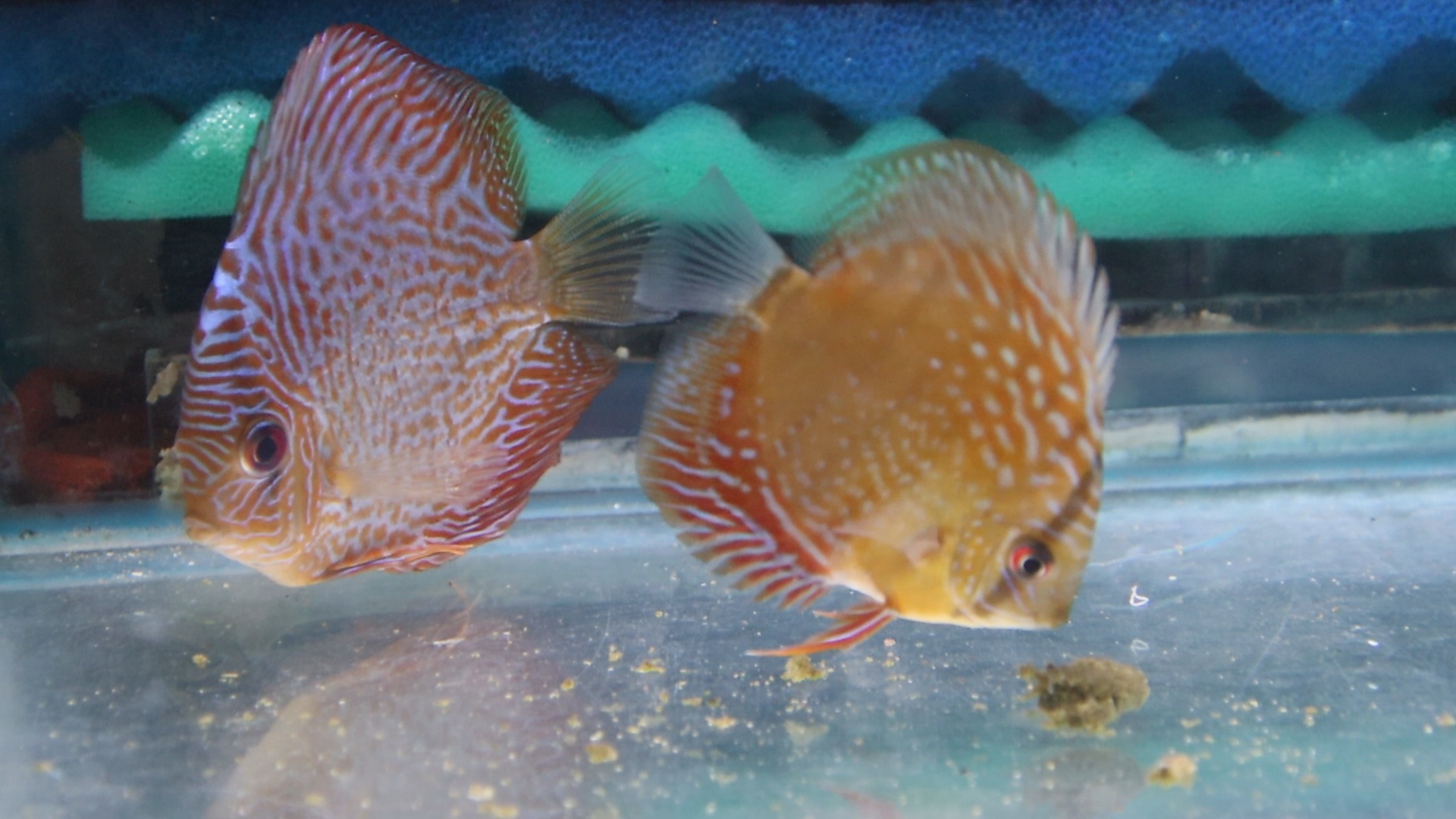 What is the average lifespan of the Discus fish?