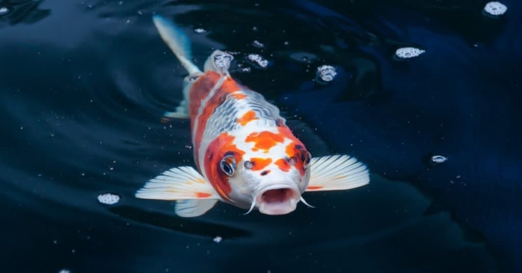 Its owners claimed it was the oldest pet fish in history - how old was 'Hanako' the Koi claimed to be