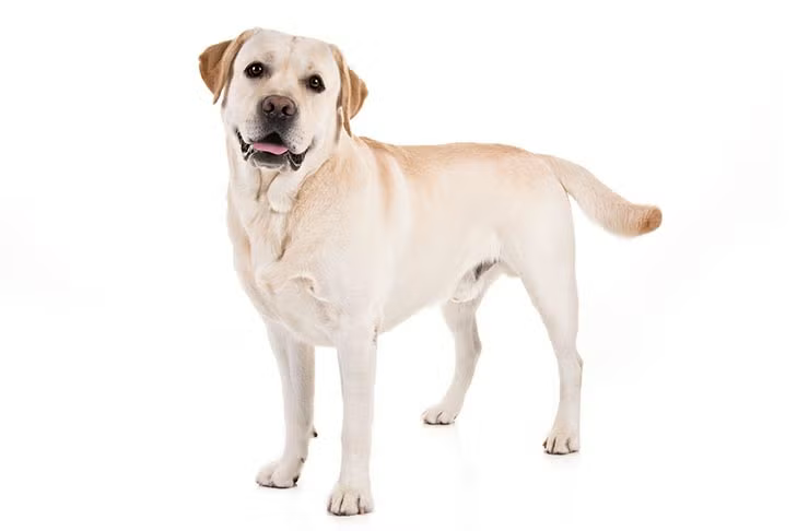 Easy Labrador Dog breeds (easy-medium) - TriviaCreator