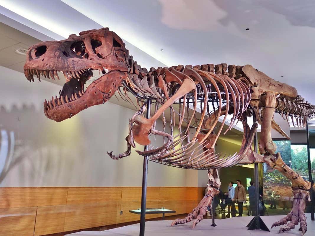Dinosaur Trivia TriviaCreator