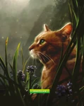 Sharpclaw Quiz!