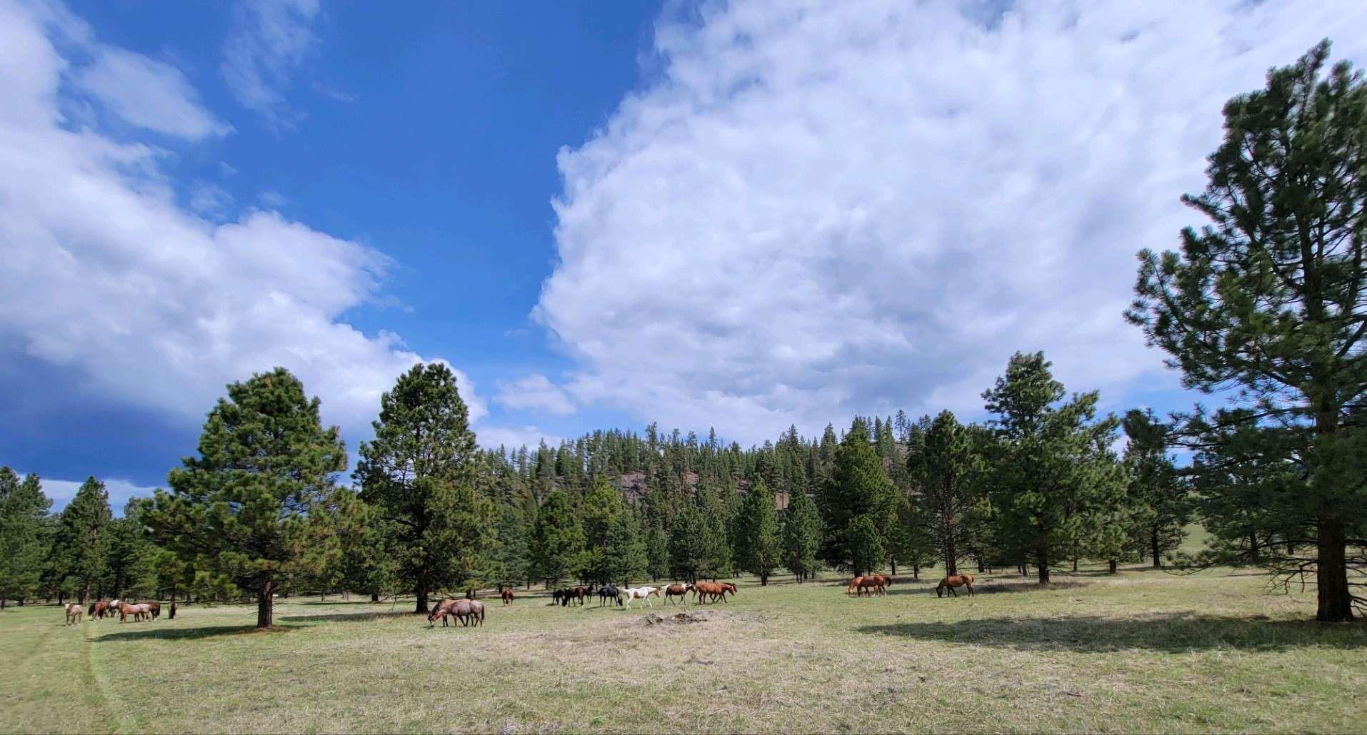Applied Ag and Natural Resource Trivia