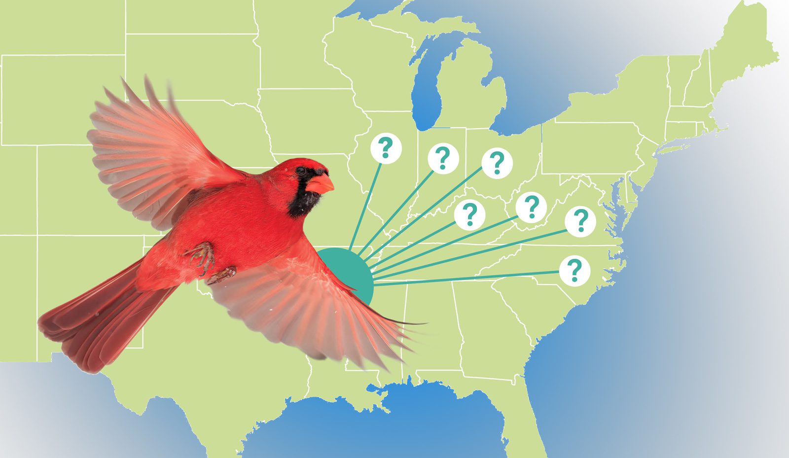 Birding the United States of America (Trivia Quiz)