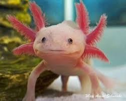 Axolotl Trivia