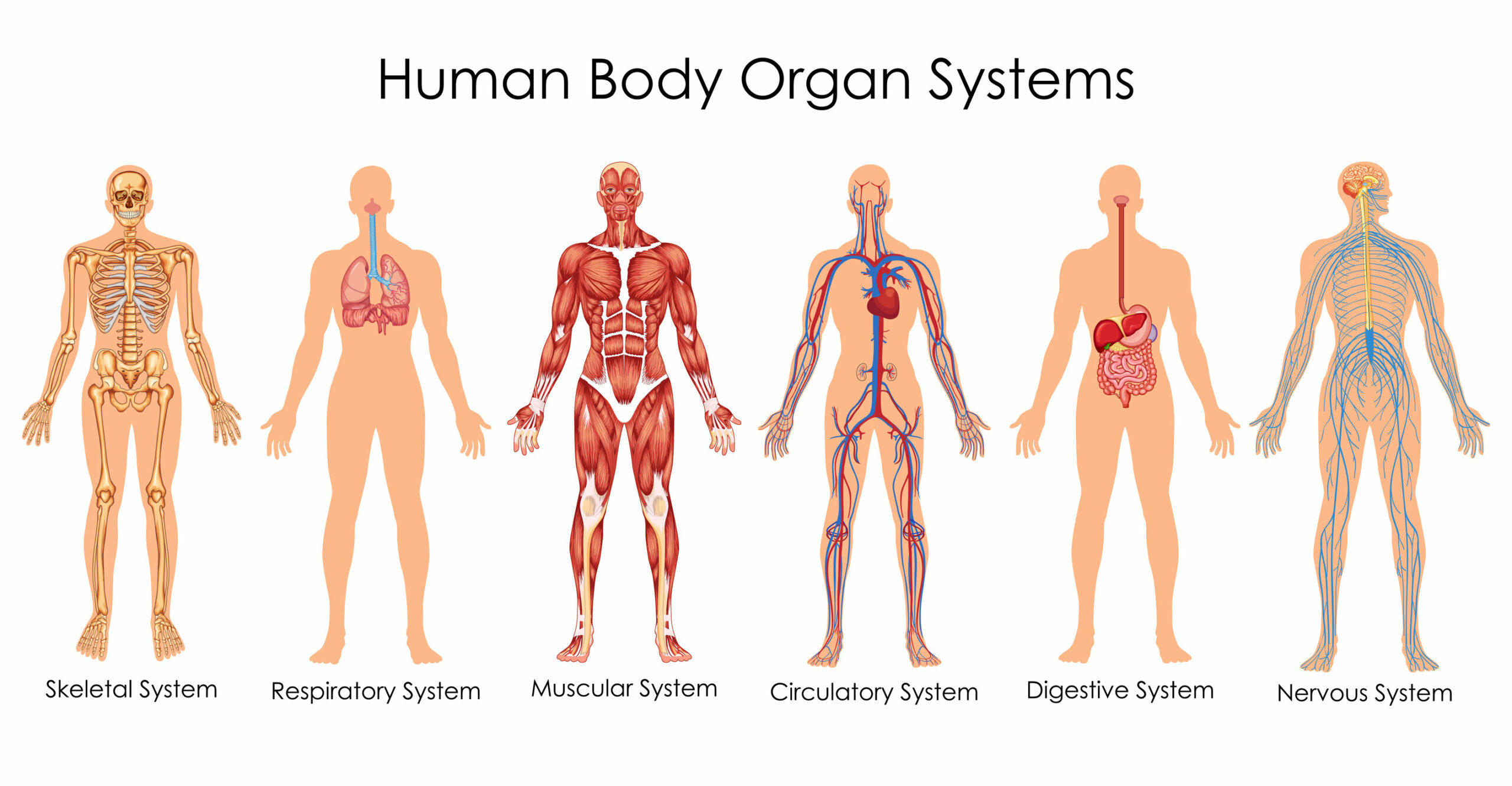 Body Systems Science Project