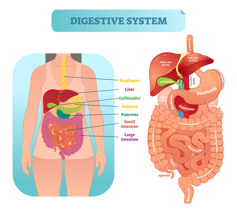 Digestive System Trivia