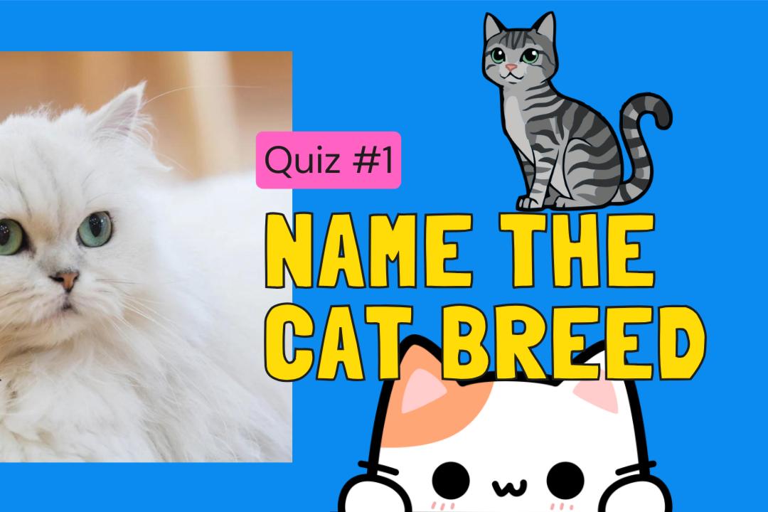 Can you name the cat breed?