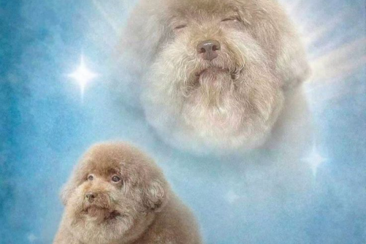 RHA KPOP NIGHT TRIVIA