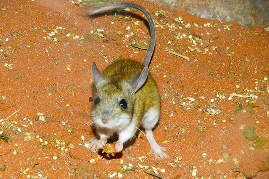 The Spinifex Hopping Mouse!