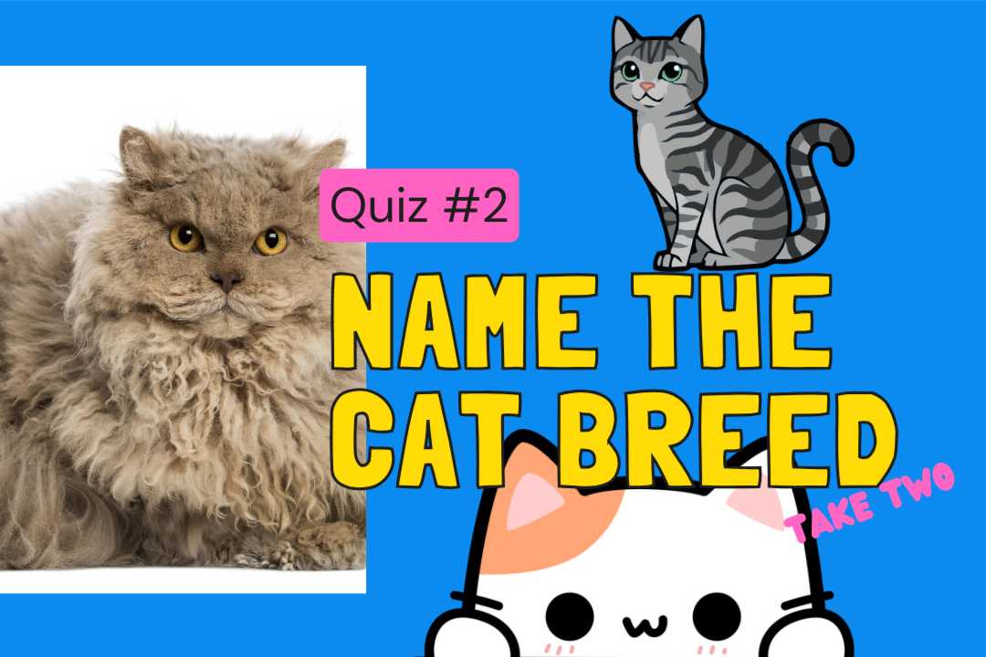 Can you name the cat breed? Purrt Two!