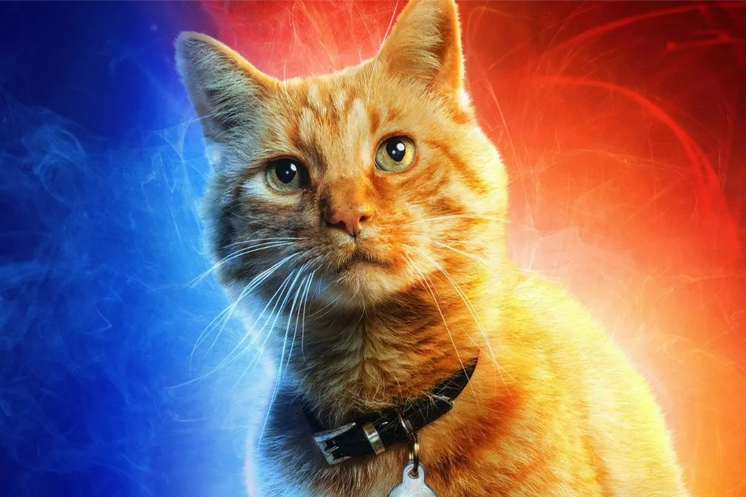 It's Purrfect: A Live Action Movie Cat Quiz