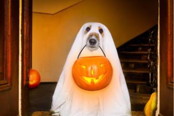 Very spoopy halloween trivia