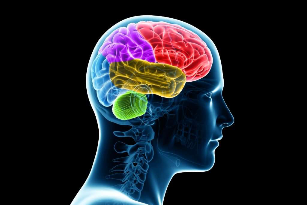 How Much Do You Know About The Human Body??