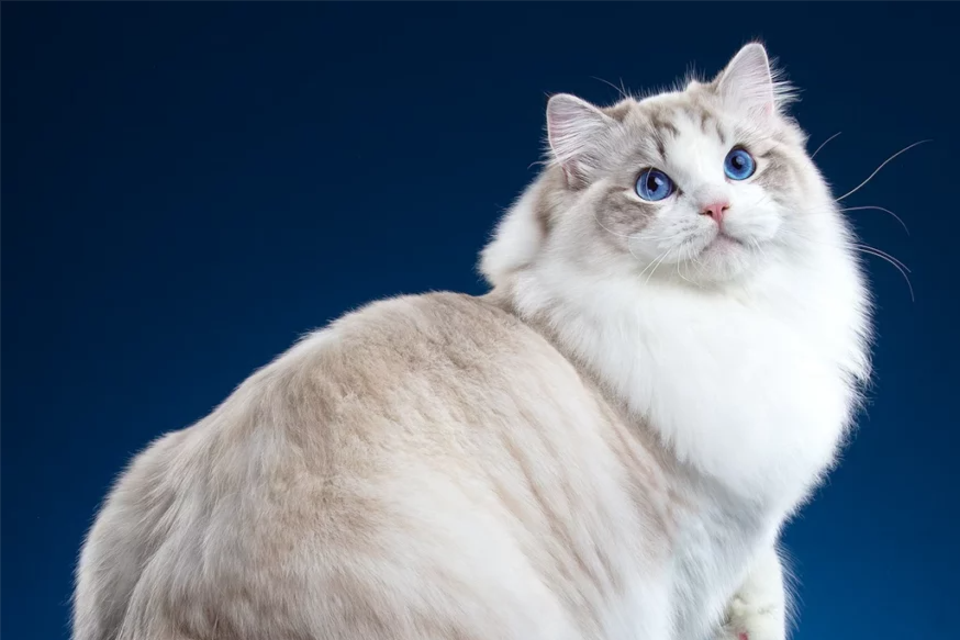 Cat Breeds Quiz