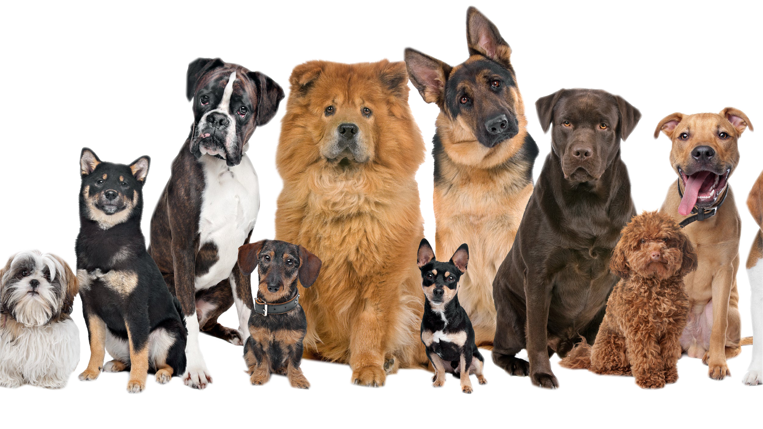 The Random Dog Knowledge Trivia Quiz