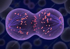 Mitosis Quiz (study questions & answers)