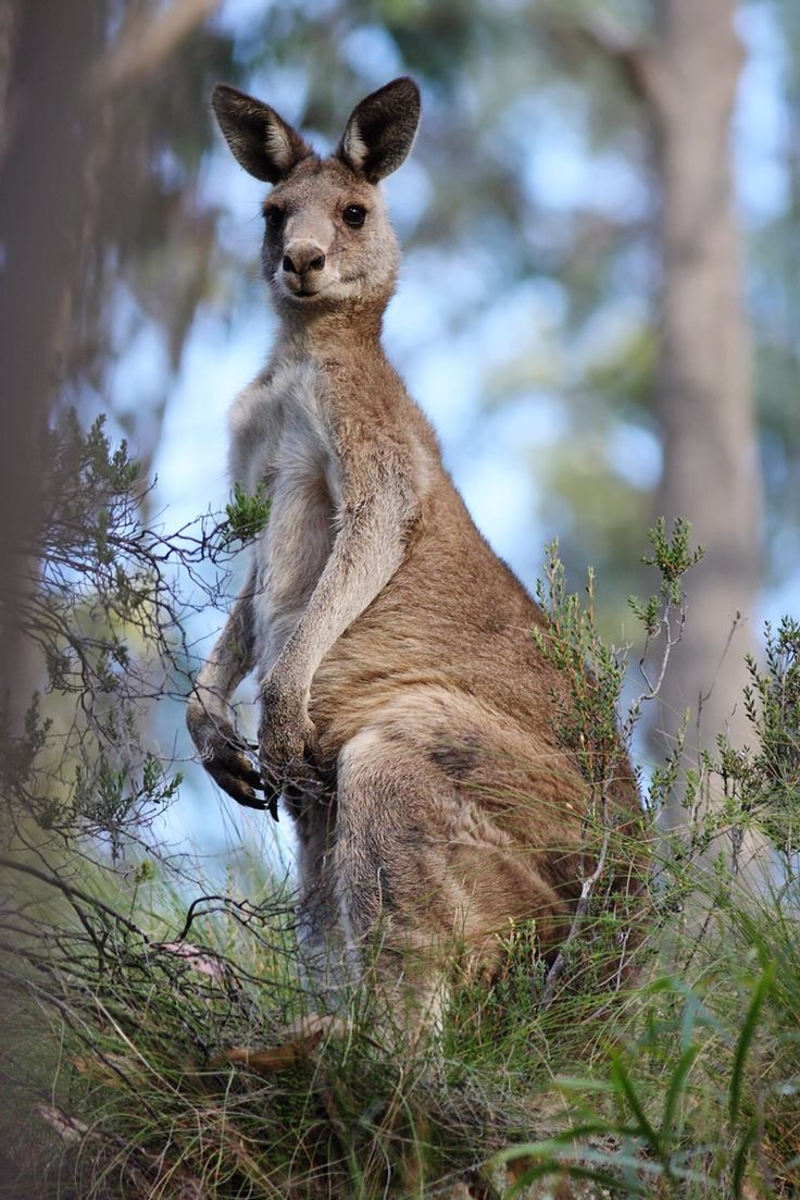 Kangaroo trivia and awareness quiz🦘