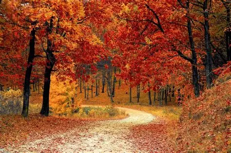 Fall Trivia
