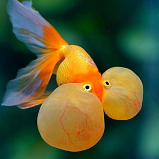 The goldfish are most closely related to which group of fish?