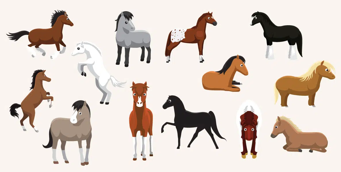 How Many Horse Breeds Do You Know?
