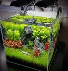 The practise of arranging your aquarium to be aesthetically pleasing, often with live plants is called...