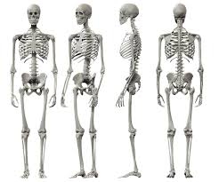 Osteology Quiz