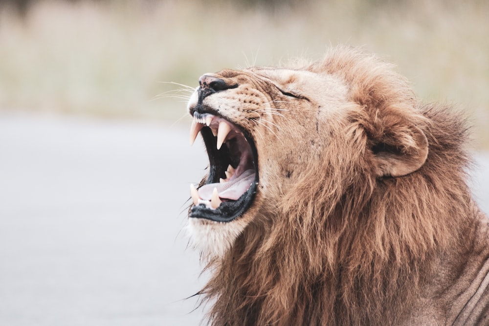 A lion's roar can be heard up to eight kilometres away