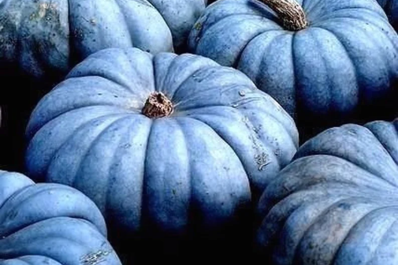If you see blue pumpkin during Trick or Treating what is the message from the house owner?