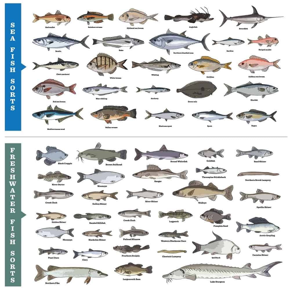 How many species of fish are there?